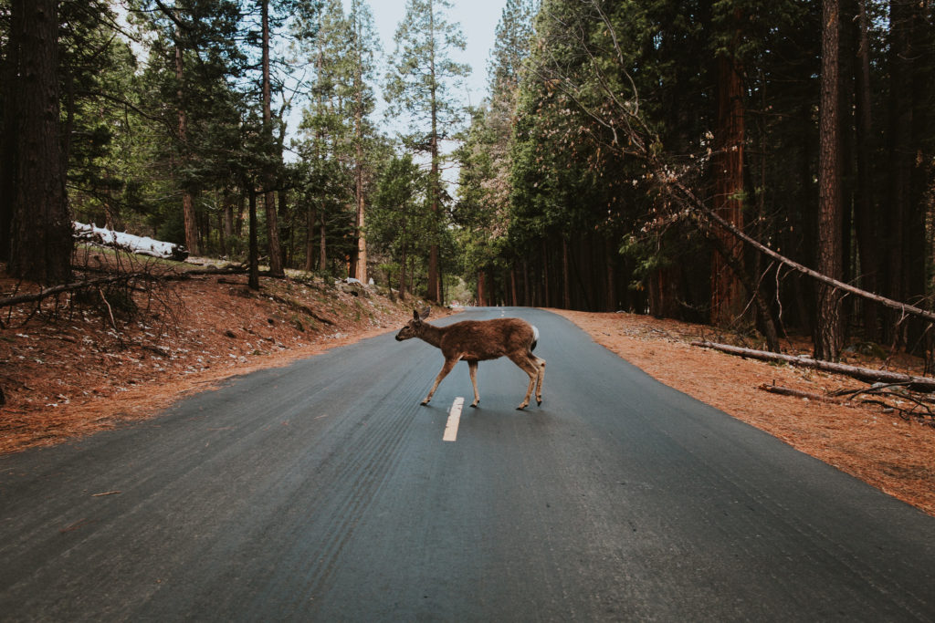 Deer in the road during Deer Season